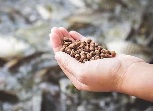 خوراک ماهی کپور + تغذیه کامل و هضم آسان